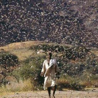 《明末渊虚之羽》篝火怪速识攻略：高效识别新技巧揭秘