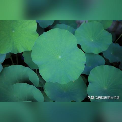 《明末渊虚之羽》竹笋全搜集攻略：高效获取秘籍分享