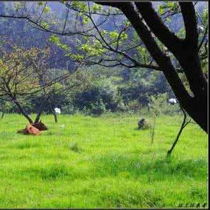 《明末渊虚之羽》火蛟龙攻略：独家获取路径大揭秘