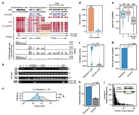 7月红绿蛆DK卡组分享，揭秘全新策略价值解析