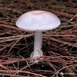 毒蘑菇识别技巧：PEAK方法教你辨有毒蘑菇