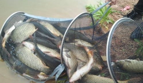 《CastnChill》独家攻略：一网打尽全鱼类钓点秘境