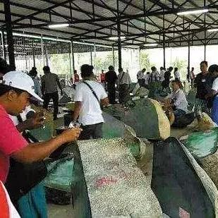 原石大揭秘：5.7版本高效获取攻略全解析