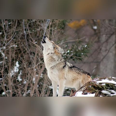 《饿狼传说》群狼之城R3HAB联动，探寻音乐新境界