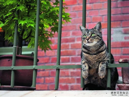 《剑星》寒城猫拍秘籍：猫咪摄影展攻略全解析