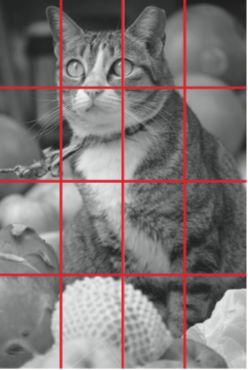 猫咪摄影展攻略：剑星独家拍照秘境大揭秘