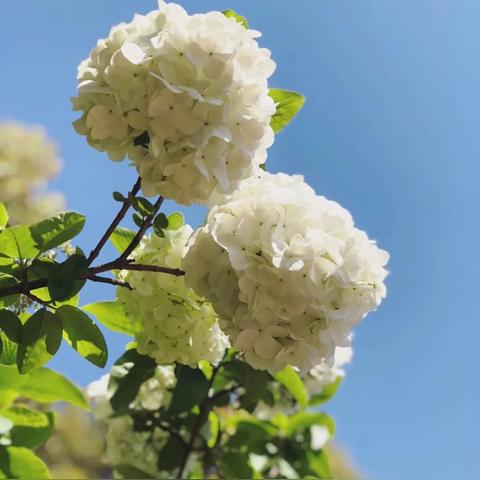 《鸣潮》血叶荚蒾高效攻略，探索新玩法！