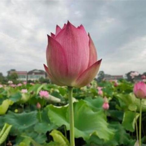 《幻想生活i》全域珍稀物资与神秘生物图鉴揭秘