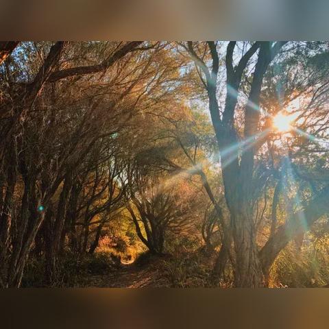 悉尼女神惊艳亮相，银色长裙演绎时尚新风尚