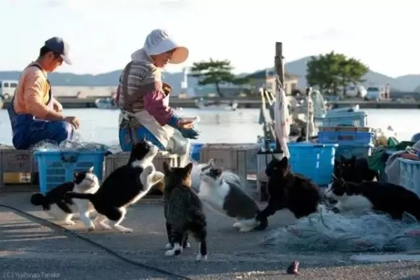 《莱恩岛生存秘籍：猫咪驯服与抓捕技巧全解析》