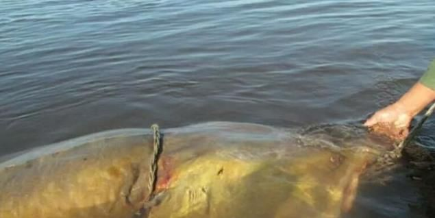 平原鱼王藏身之谜，探秘新发现！