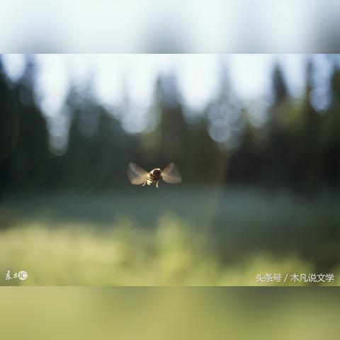 《怪物火车2》蘑菇人高效攻略：轻松通关秘籍大公开