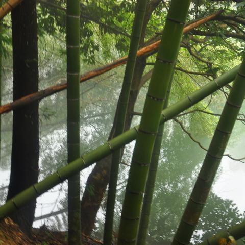 《幻想生活i转圈龙少女》揭秘：精灵小道神秘位置揭晓