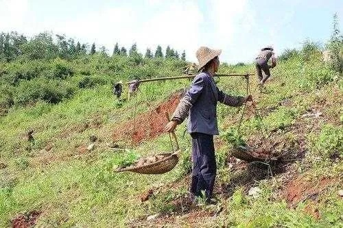 灾后修复必备！开荒期高效技巧解析攻略