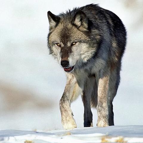 《饿狼传说群狼之城》CG揭秘：舞动风华，新篇启幕