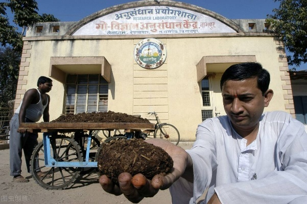 印度村民尝牛粪奇效，癌症治疗新发现引关注