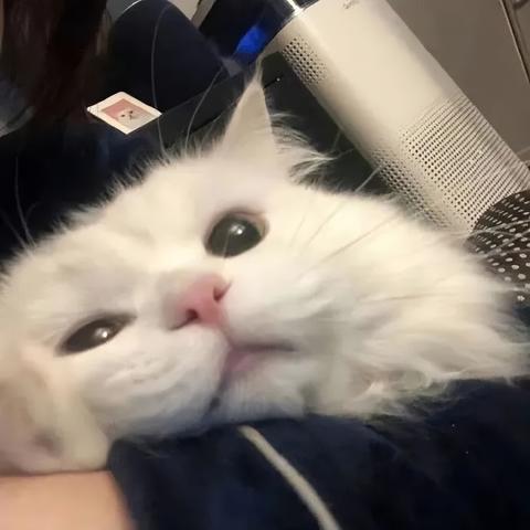 治愈系萌宠甜品屋《喵喵甜品屋》甜蜜开张！