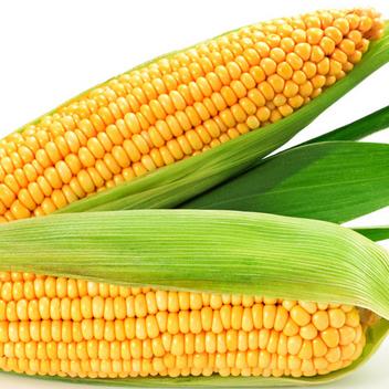 上古卷轴4重制版全流程攻略解析，深度揭秘游戏奥秘与技巧