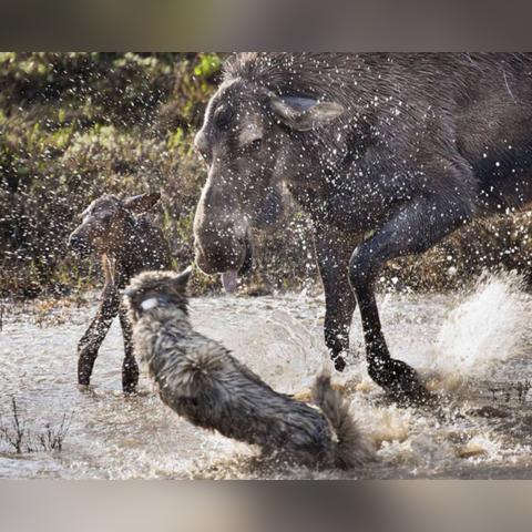 《群狼之城揭秘：饿狼传说超必杀新境界》