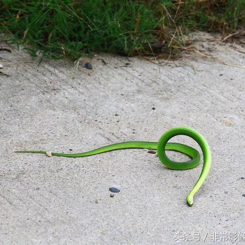 《怪物猎人荒野》缠蛙攻略：招式解析与珍稀掉落物全揭秘