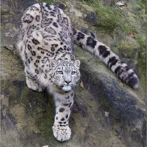 《荒野猎手秘籍：解锁10种特产，成就达成攻略全解析》