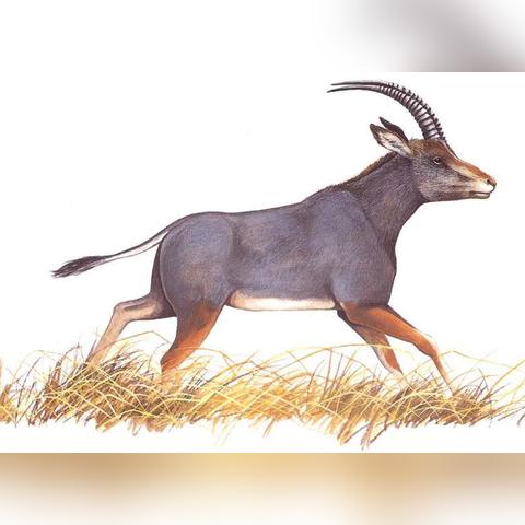 钢铁猎手钢熊技能揭秘：全新猎杀力值解析