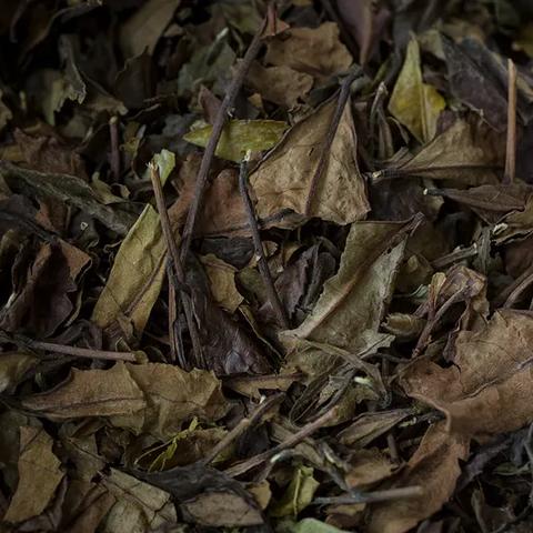 《荒野VS世界生态解析：深度揭秘荒野生态细节》