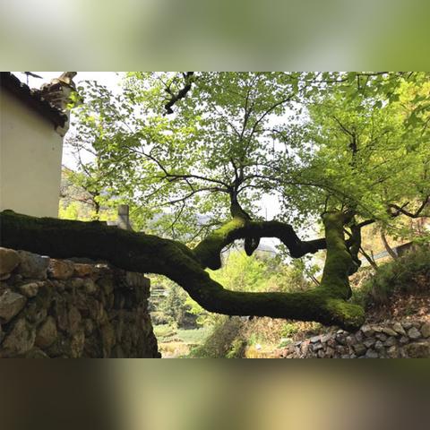 《刺客信条影》观云任务攻略：解锁神秘观云秘境新玩法