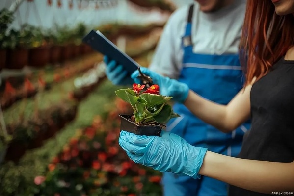 园艺技能速成攻略：揭秘高效提升新路径