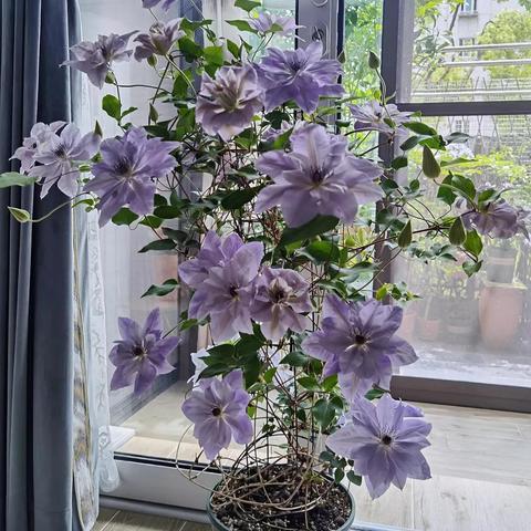 翡翠梦境猎人新卡组攻略：揭秘高效狩猎秘籍