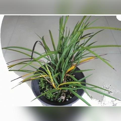 《怪物猎人荒野》异常状态攻略：高效应对技巧解析