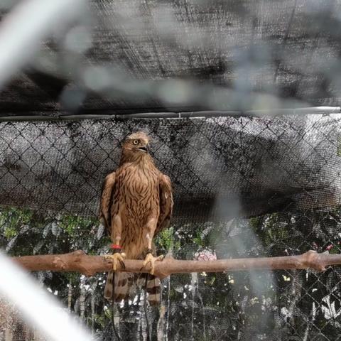 高效捕猎技巧，揭秘《怪物猎人荒野》怪物捕获秘籍