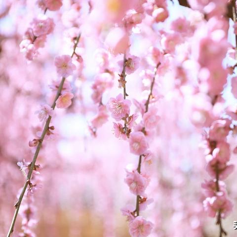 《刺客信条影》寺庙神社寻宝秘籍：卷页搜集全攻略解析