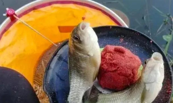 金冠咬鱼高效钓法攻略，轻松获取技巧分享