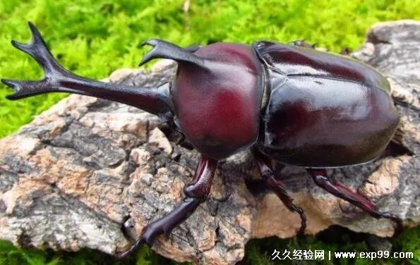 金色独角仙荒野捕捉攻略，独门秘籍助你轻松捕获！