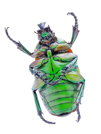 荒野瑰宝金龟子捕捉攻略，一网打尽珍稀宝物