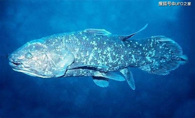 荒野寻宝：化石腔棘鱼钓点攻略大揭秘