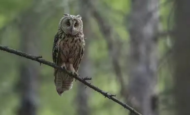 荒野寻宝：揭秘美声歌鸮捕捉秘境与技巧