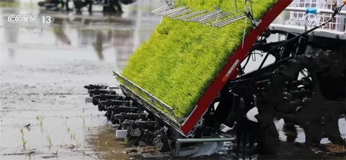 无人机助力00后月入四万，竹材运输达人日达10吨创富新篇