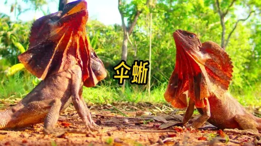 火焰伞蜥狩猎攻略：荒野捕获秘境大揭秘