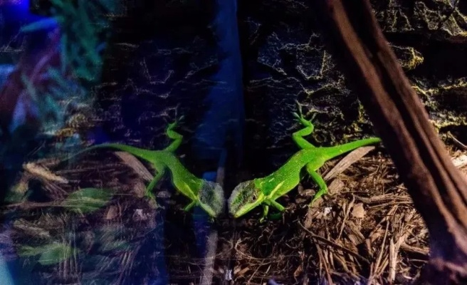 火焰领蜥藏身之地，荒野探险新秘境揭晓