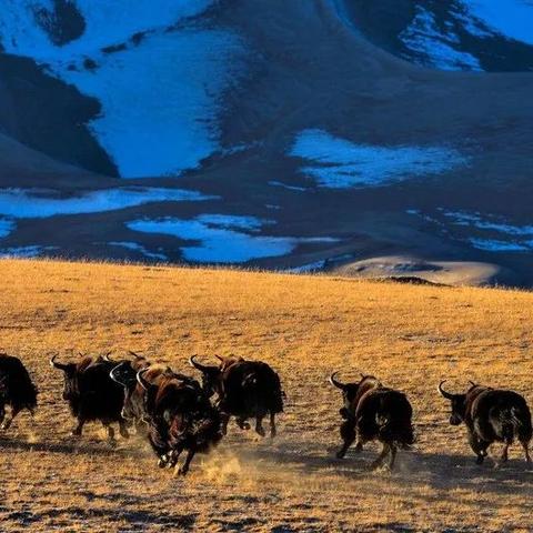 《荒野猎手强化秘籍：揭秘血量耐力极限提升之道》