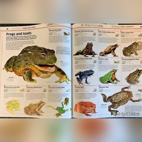 破解《炉石传说》虫DK克星：青蛙萨卡组攻略解析