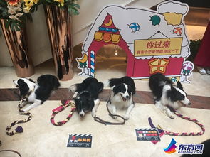 《中国式相亲》宠物店探秘：揭秘7只狗藏身之谜