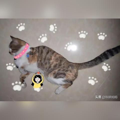 猫会翻滚恋爱大揭秘！AI互动影游首曝心动体验