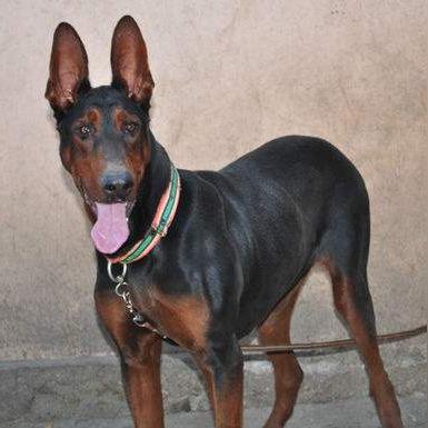 《真三国无双起源》护卫战术攻略：掌握独特获取技巧