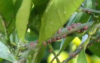 奥赫玛若虫高效收集法，攻略升级新技巧揭秘