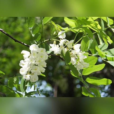 九重春色武学获取攻略：揭秘高效修炼秘籍