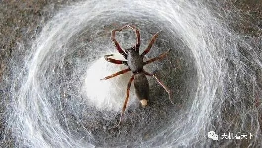 桃蛛娘繁育秘籍：高效配种新攻略