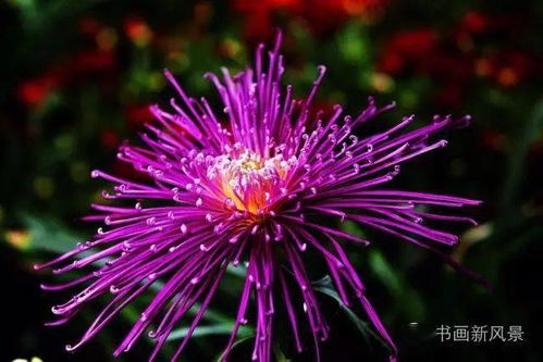 九秋菊获取攻略：解锁《黑神话悟空》新泡酒物独特魅力